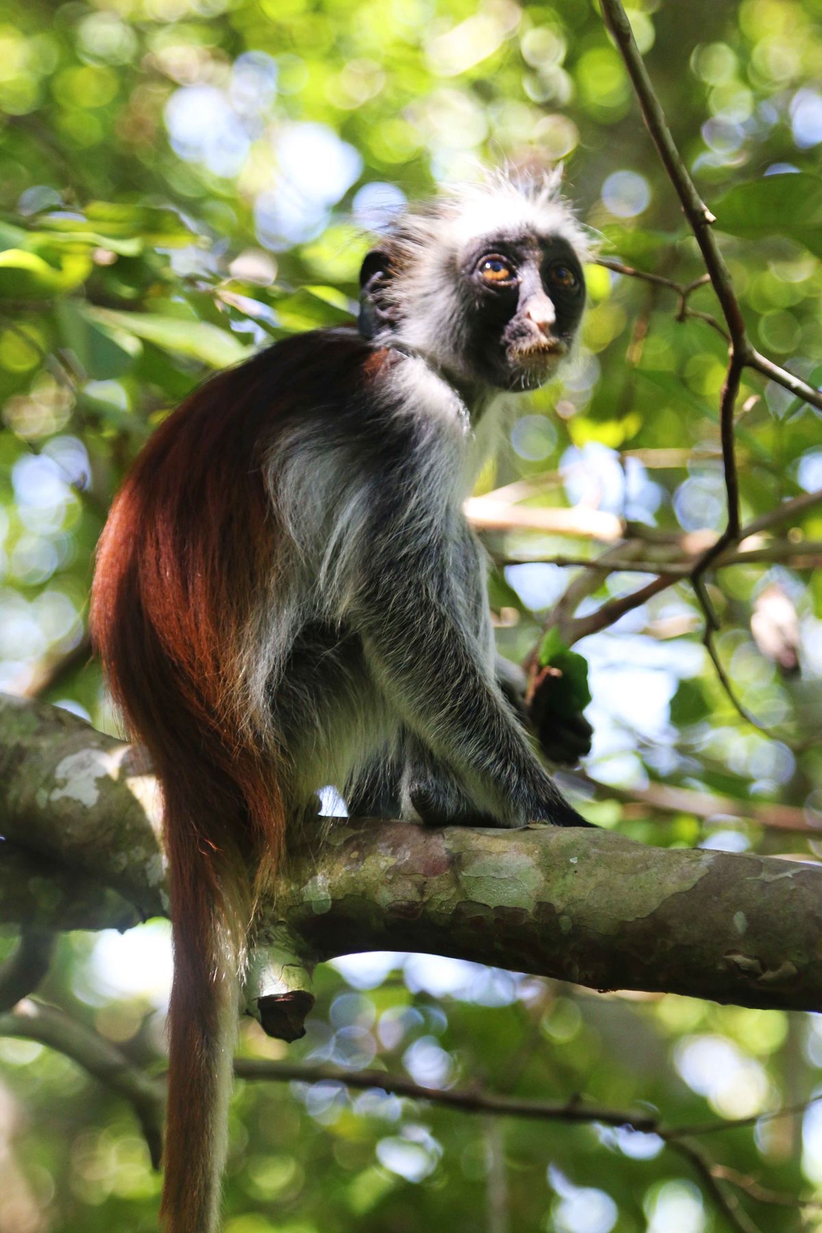 Endemic Zanzibar red colobus monkey resting on a branch in Jozani Forest
