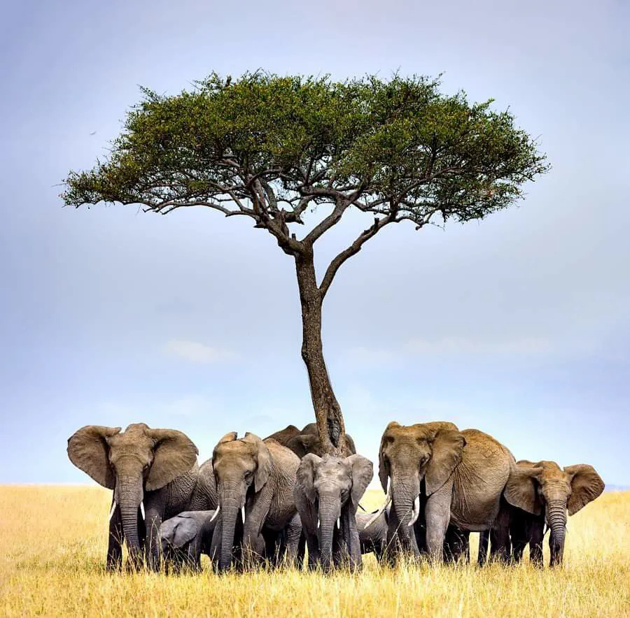 Large herd of African elephants sheltering with their calves beneath a wide acacia tree on the open savannah.