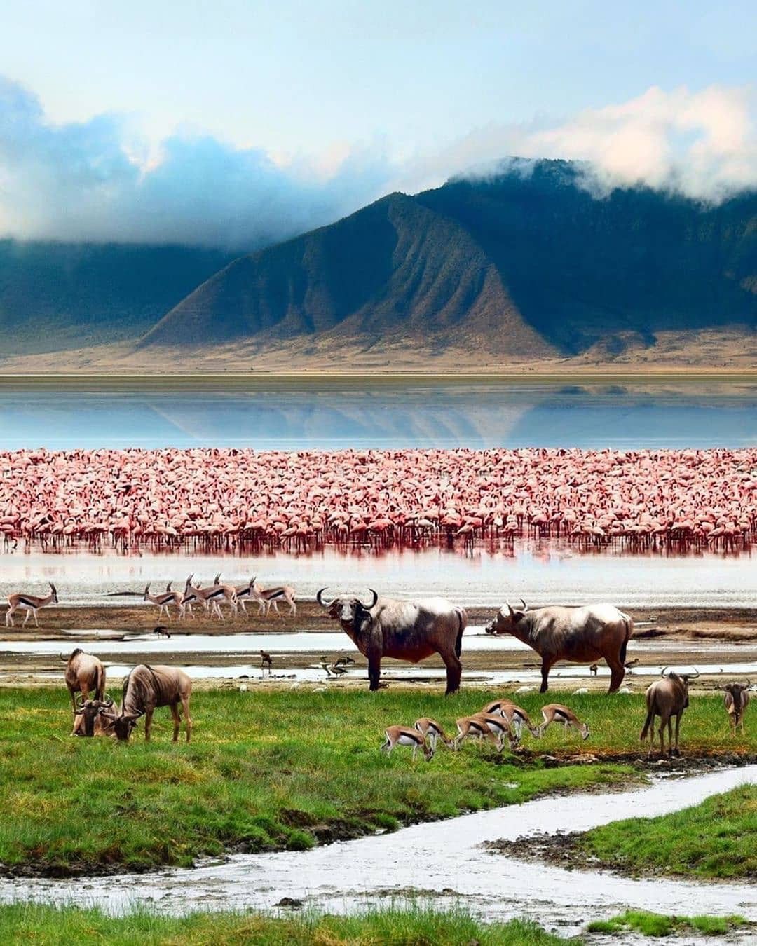 Thousands of pink flamingos lining a soda lake with buffalo, wildebeest and gazelle grazing beneath the Ngorongoro crater rim.