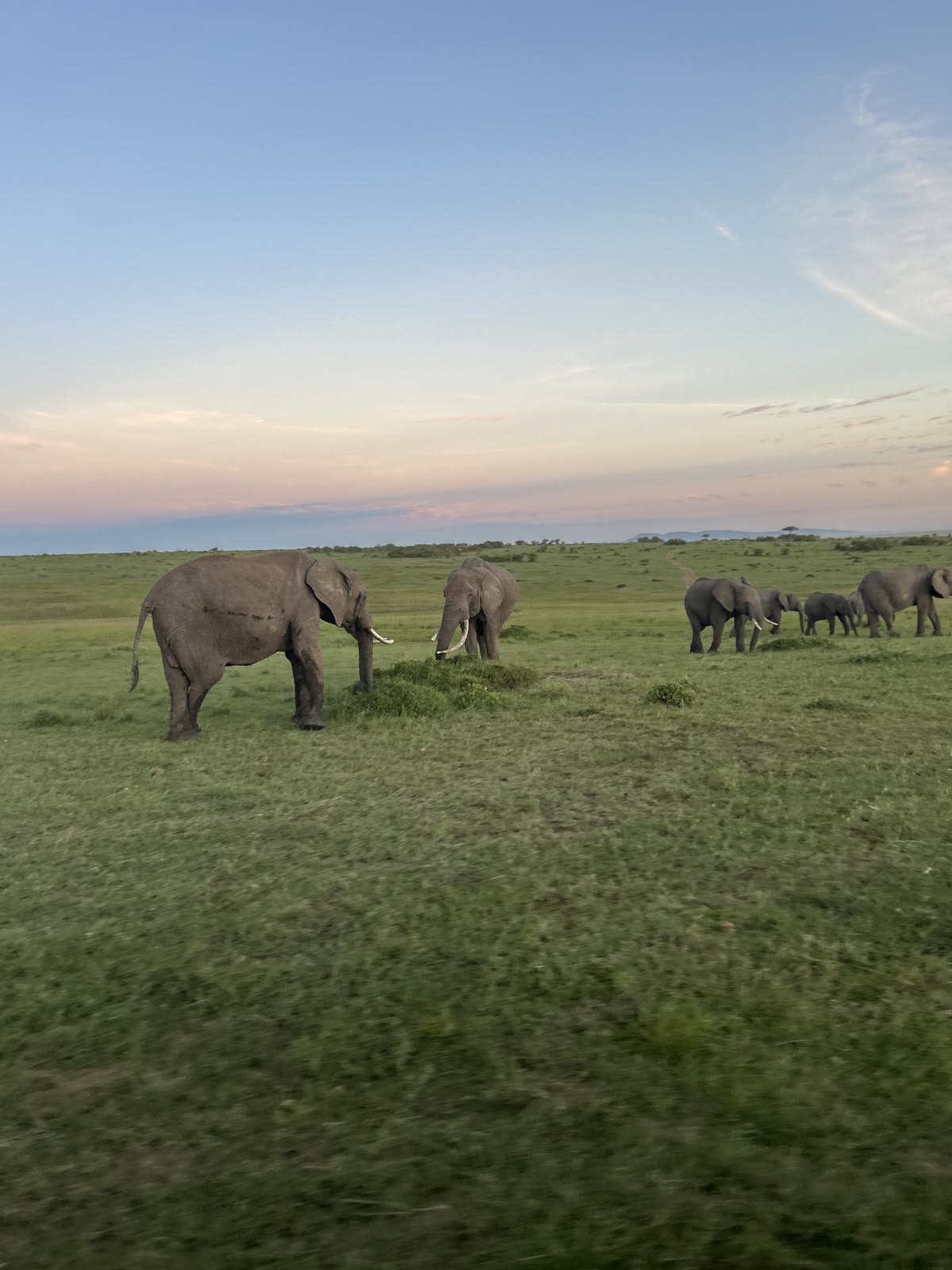 Twilight elephant herd on the savannah