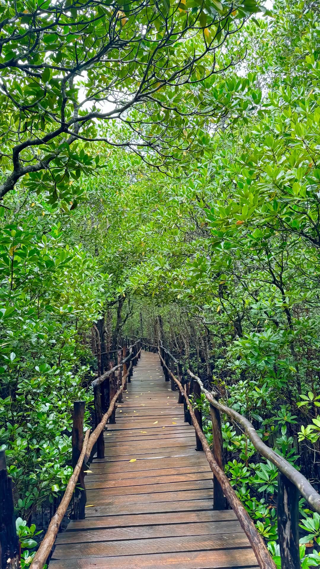 Sunlight filtering through the mangrove canopy tunnel of Jozani Forest