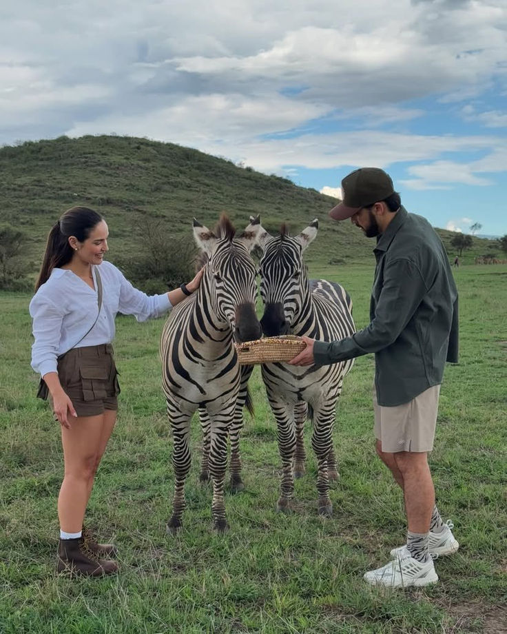 Couple hand-feeding two wild plains zebras during an authentic Tanzania wildlife conservancy safari.