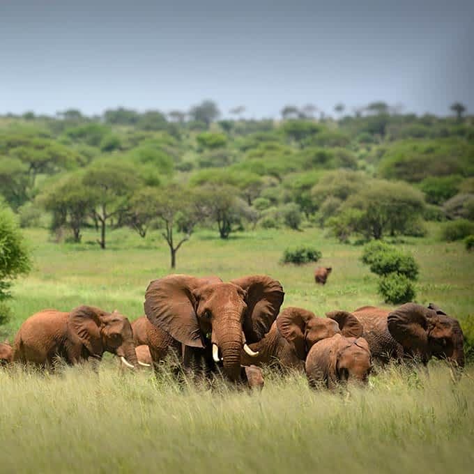 Red-dust elephant herd moving through tall green grass and acacia woodland in Tarangire National Park.