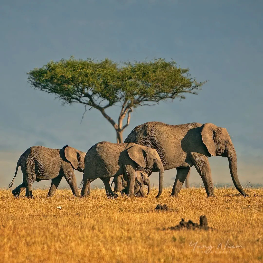 African elephant family with calves walking past a lone acacia tree across golden grasslands at sunset.