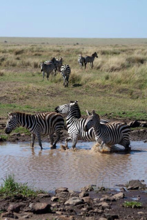 Zebras splashing through a shallow savannah waterhole while the herd grazes on the grassland behind.