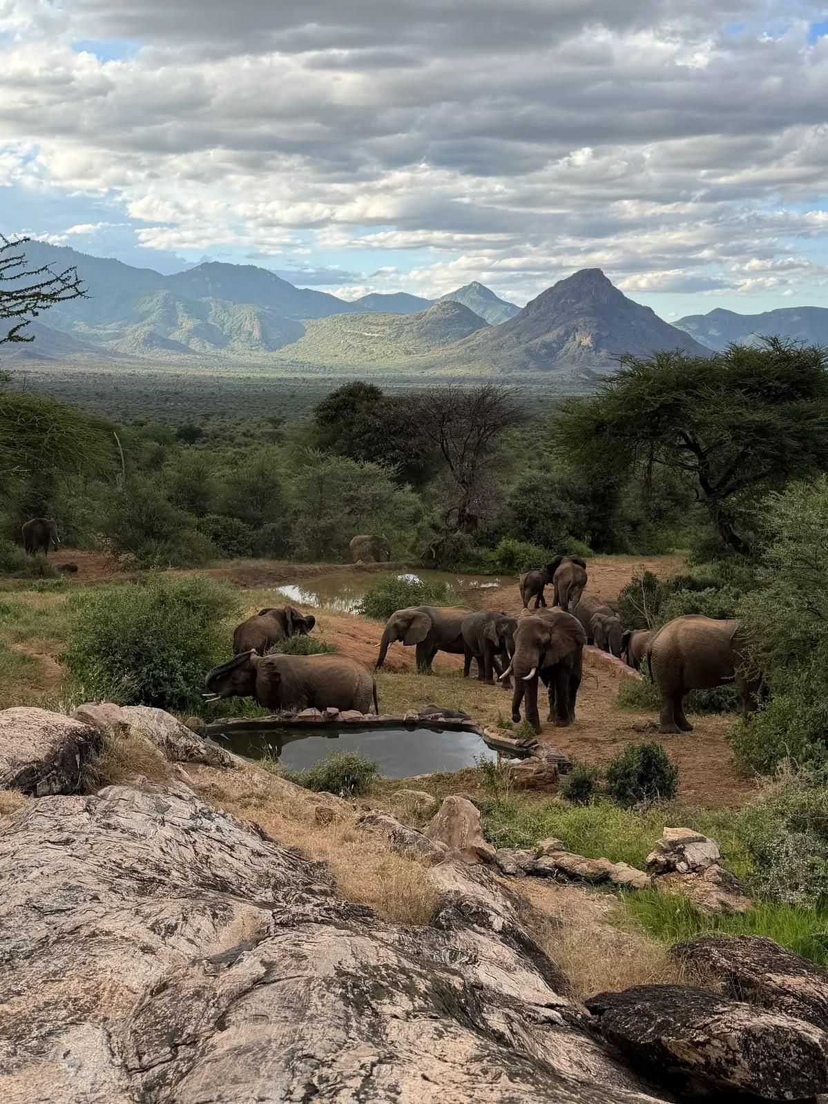 Elephants at a Samburu watering hole