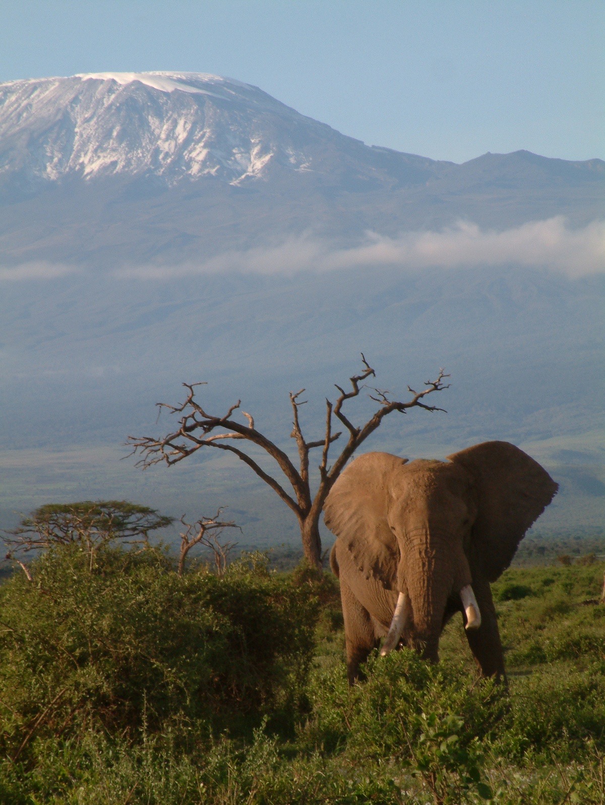 Lone bull elephant grazing on the Amboseli-Kilimanjaro plains with the snow-capped summit of Mount Kilimanjaro rising behind.