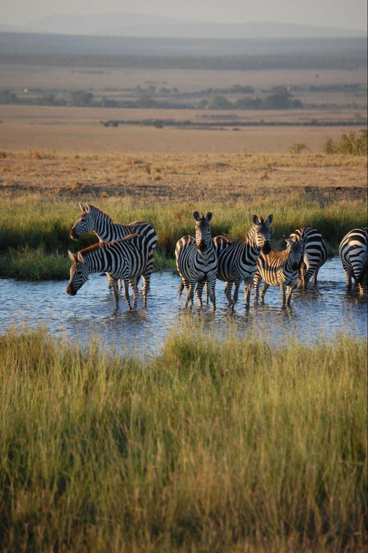 Herd of zebras drinking at a waterhole on the golden savannah