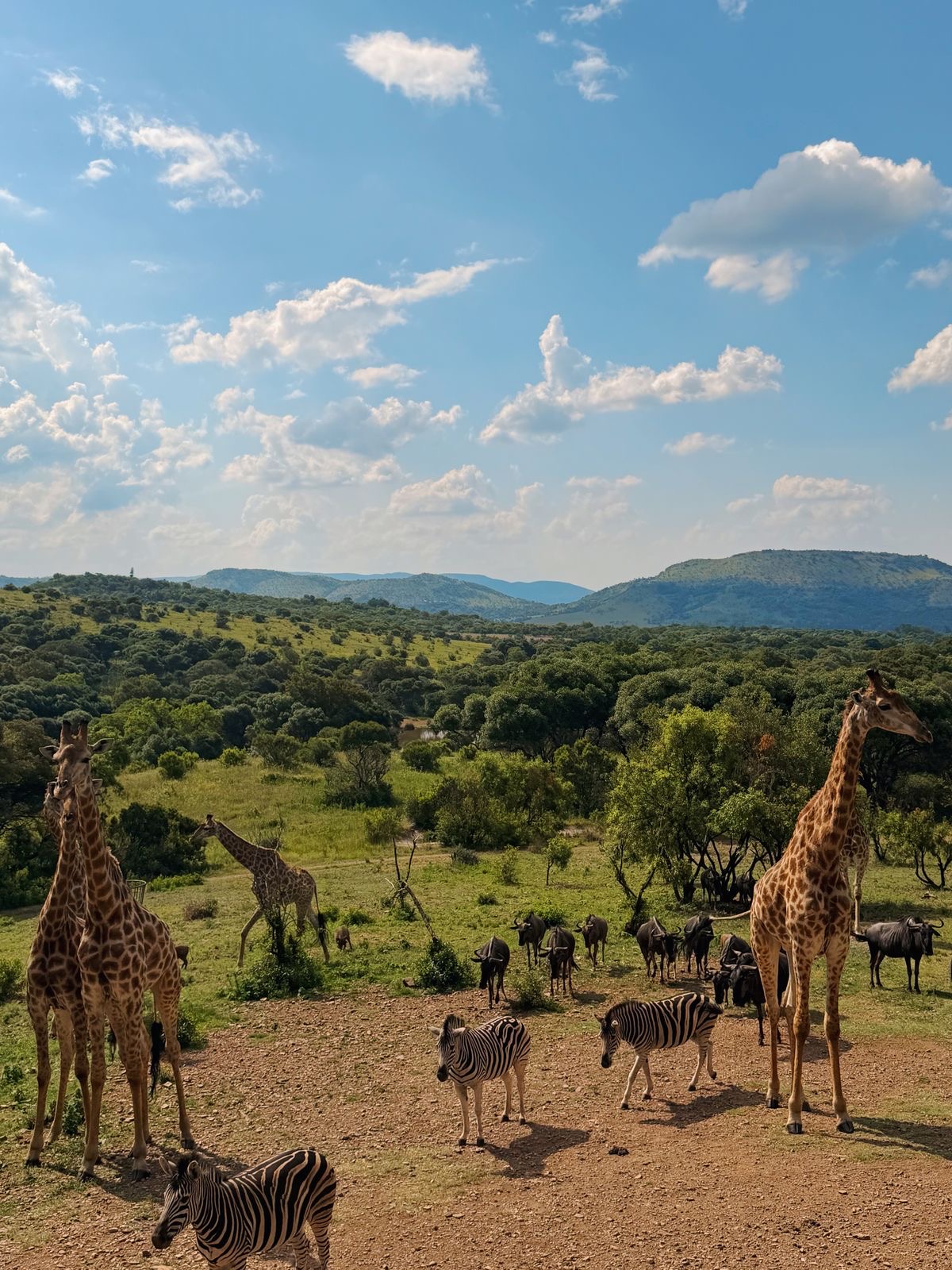 Giraffes and zebras on a game drive