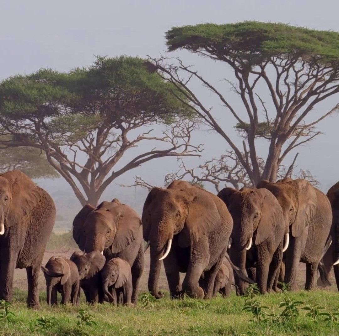 Line of African elephants with young calves walking beneath towering acacia trees in the morning mist.