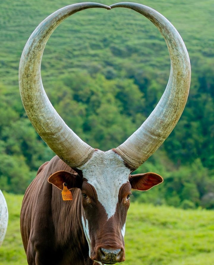 Recommended activities in Uganda