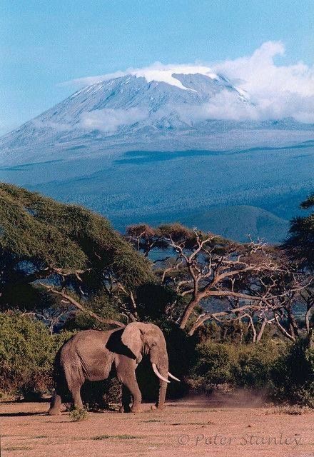 African elephant walking beneath Mount Kilimanjaro at sunrise