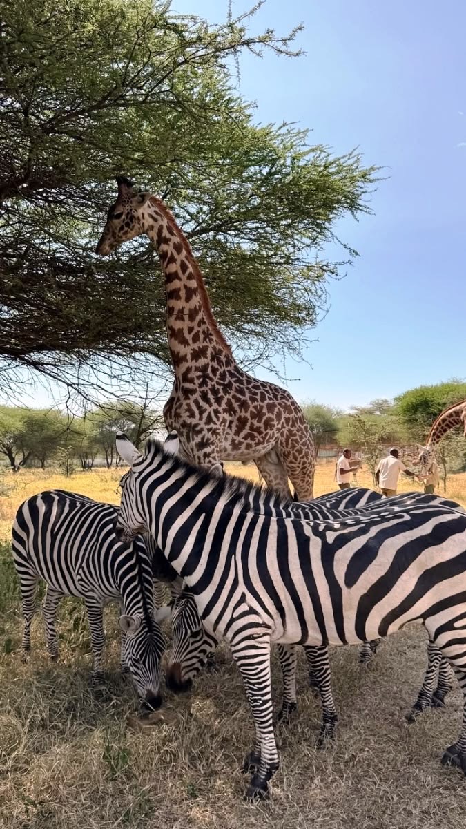 Giraffe and dazzle of zebras under acacia