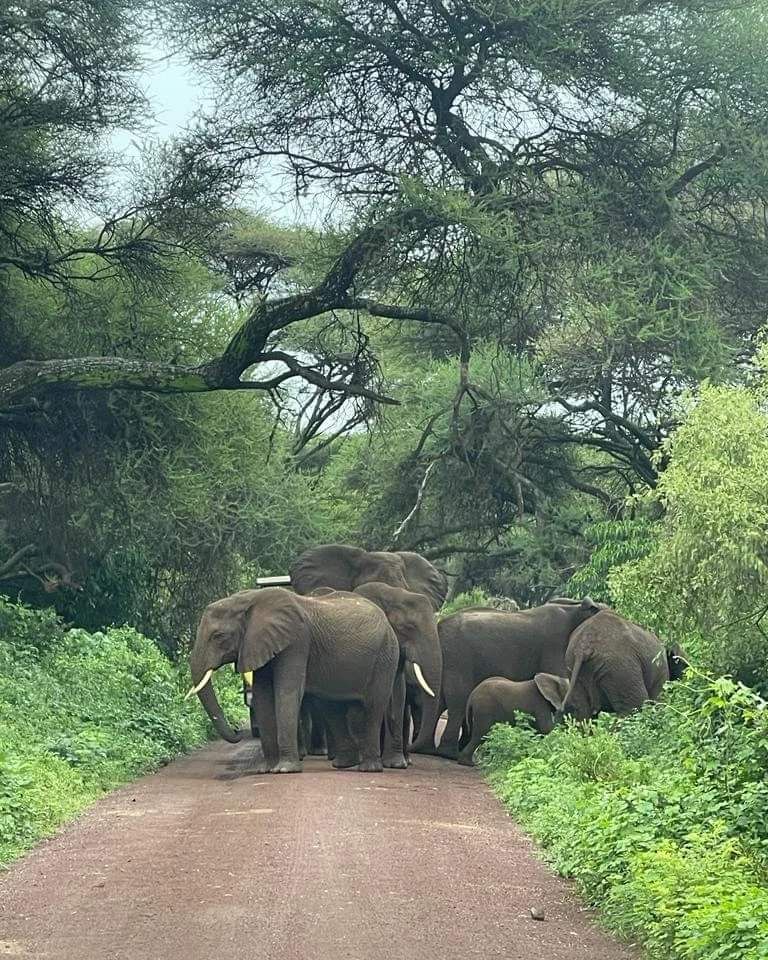 Elephant family with a calf crossing a forest game-drive track surrounded by lush green woodland.