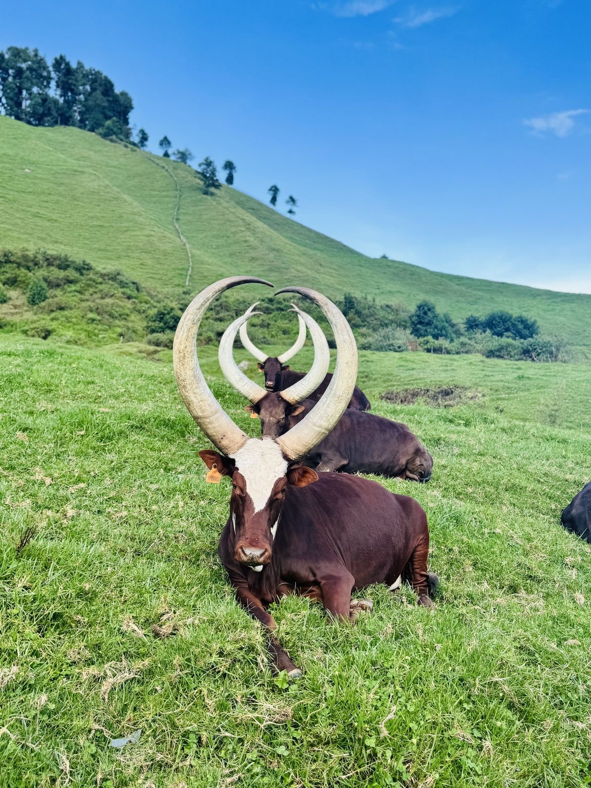 Ankole longhorn cattle with sweeping heart-shaped horns resting on emerald hillside pasture in south-western Uganda.