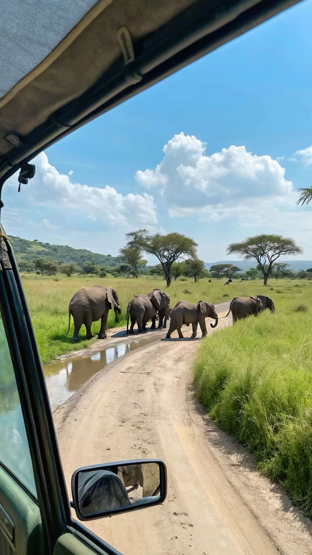 Elephant crossing seen from a game vehicle