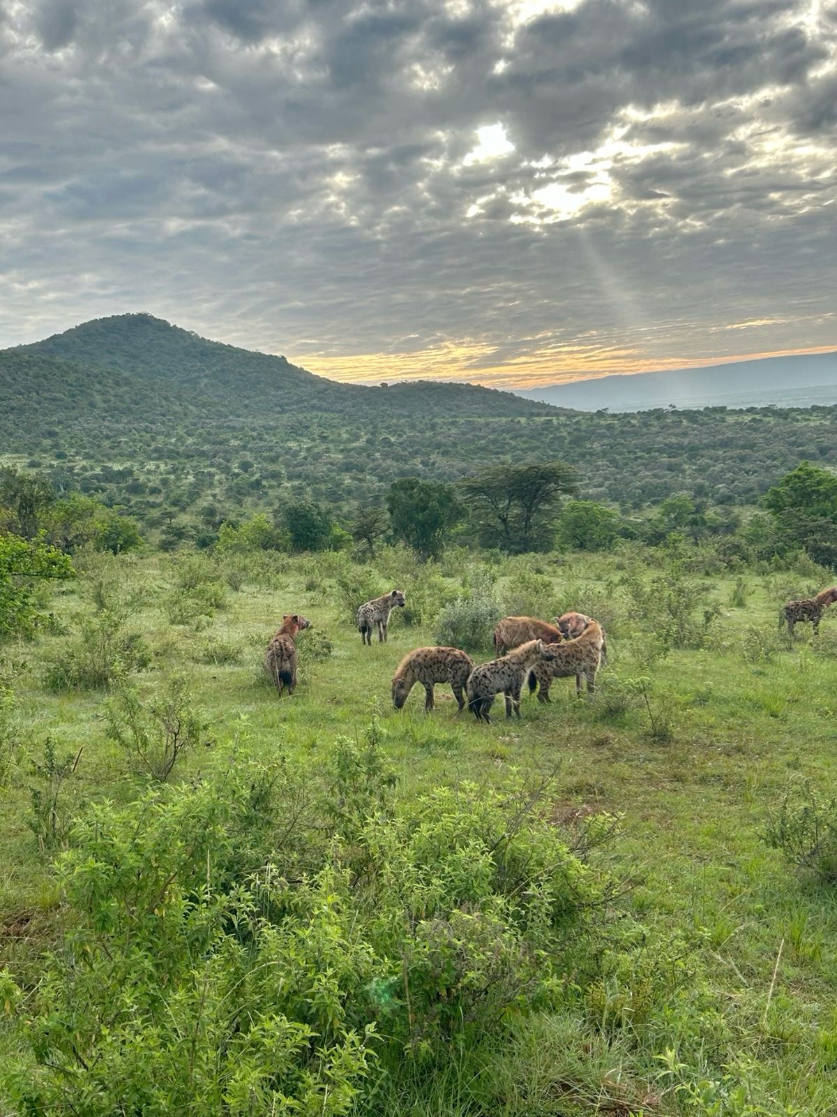 Spotted hyena clan gathered on lush green bushland as sunrise light breaks through clouds over the hills.
