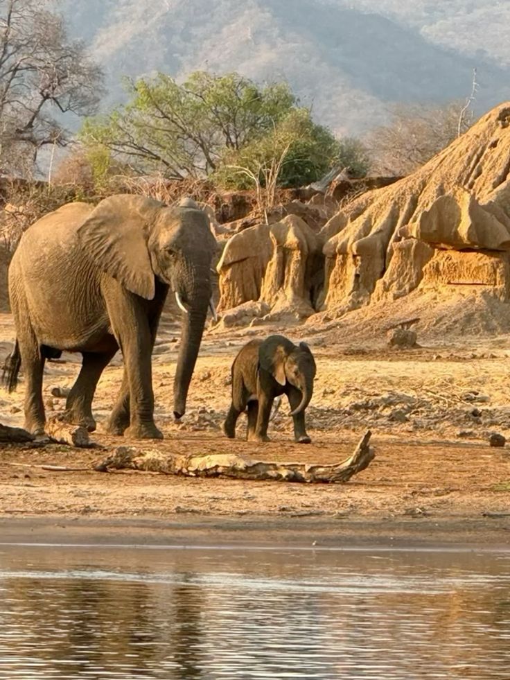 Baobab trees in Tarangire National Park